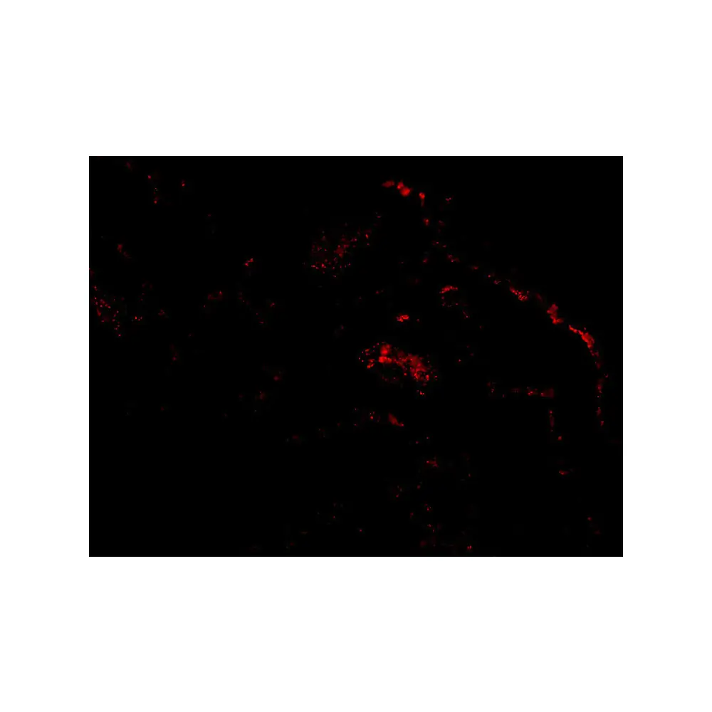 ProSci 3025_S ARTS Antibody, ProSci, 0.02 mg/Unit Tertiary Image