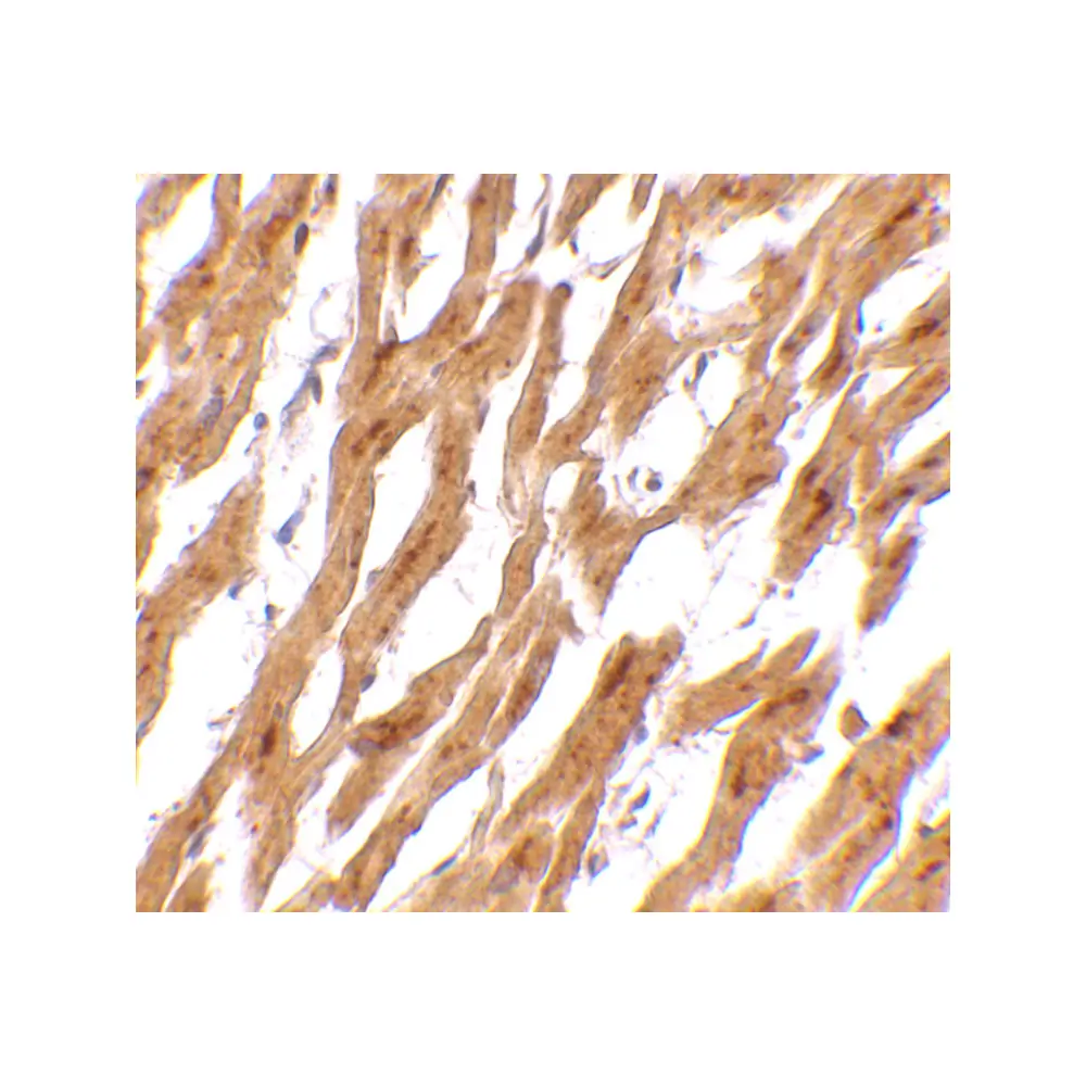 ProSci 4741 ASAH1 Antibody, ProSci, 0.1 mg/Unit Secondary Image