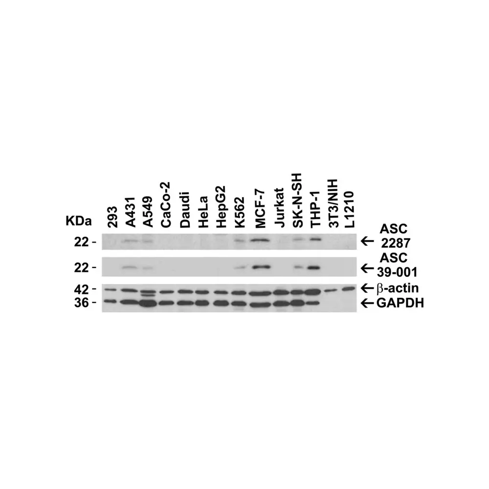 ProSci 2287_S ASC Antibody, ProSci, 0.02 mg/Unit Secondary Image