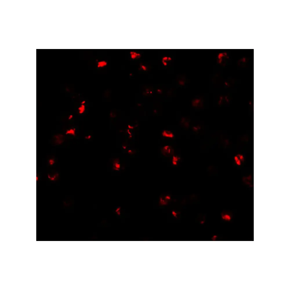 ProSci 6387 ATAD3A Antibody, ProSci, 0.1 mg/Unit Tertiary Image