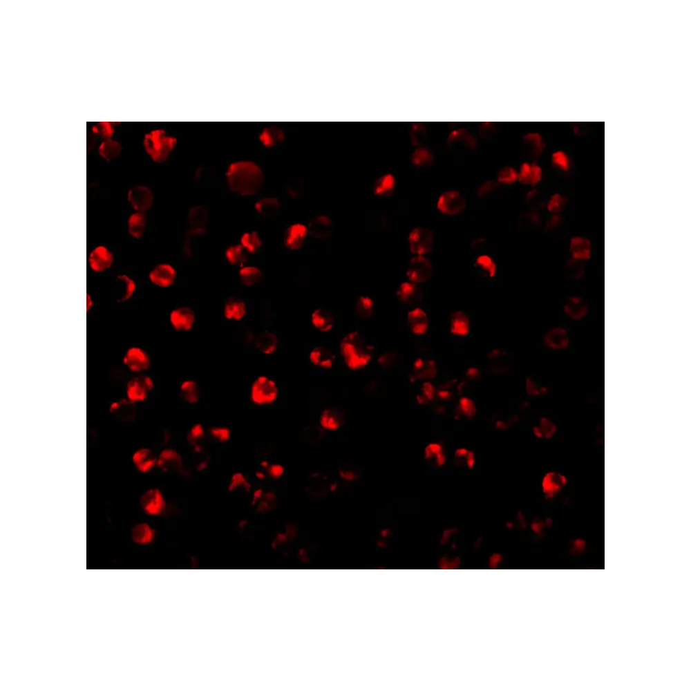 ProSci 3681 ATF6 Antibody, ProSci, 0.1 mg/Unit Tertiary Image