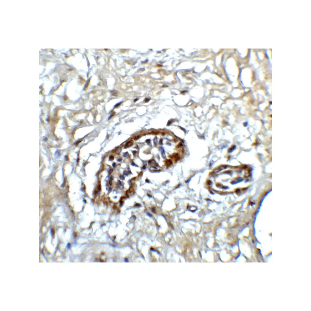 ProSci 3681 ATF6 Antibody, ProSci, 0.1 mg/Unit Quaternary Image
