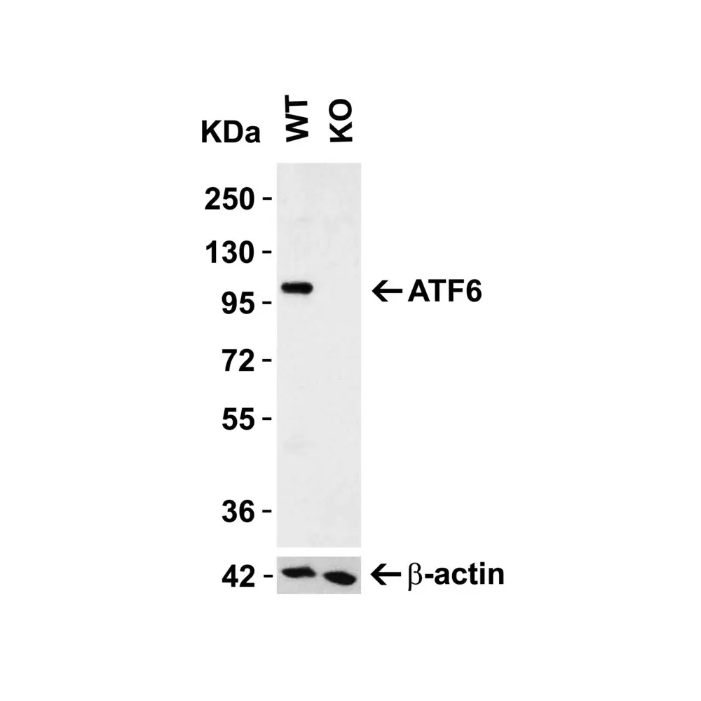 ProSci 3683 ATF6 Antibody, ProSci, 0.1 mg/Unit Primary Image