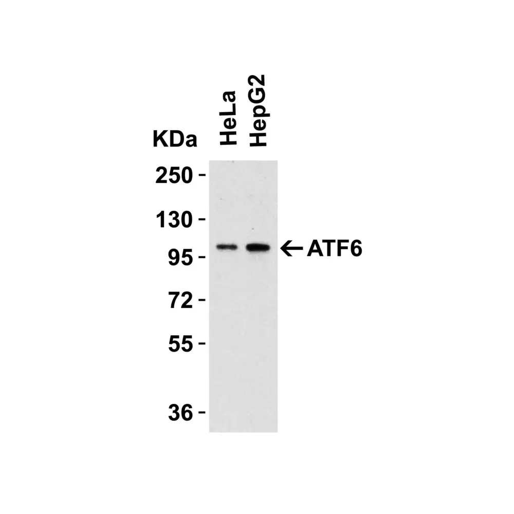 ProSci 3683_S ATF6 Antibody, ProSci, 0.02 mg/Unit Secondary Image