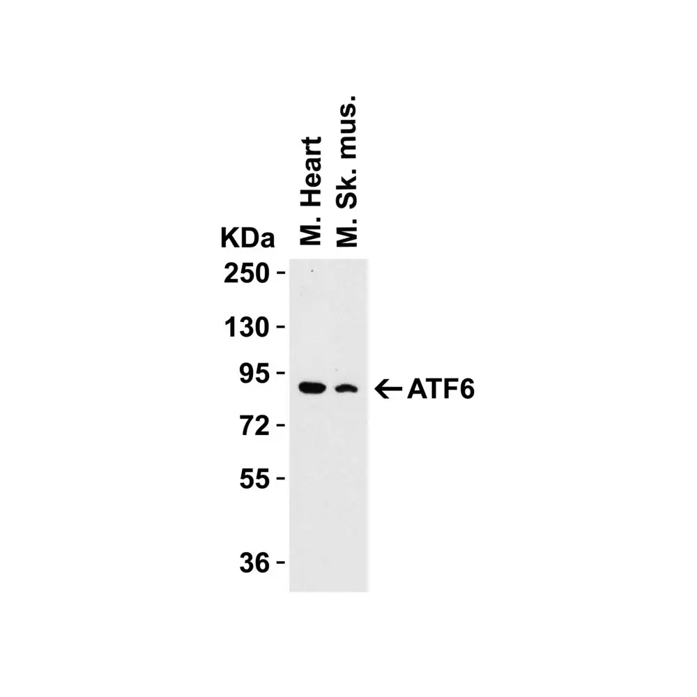 ProSci 3683 ATF6 Antibody, ProSci, 0.1 mg/Unit Tertiary Image