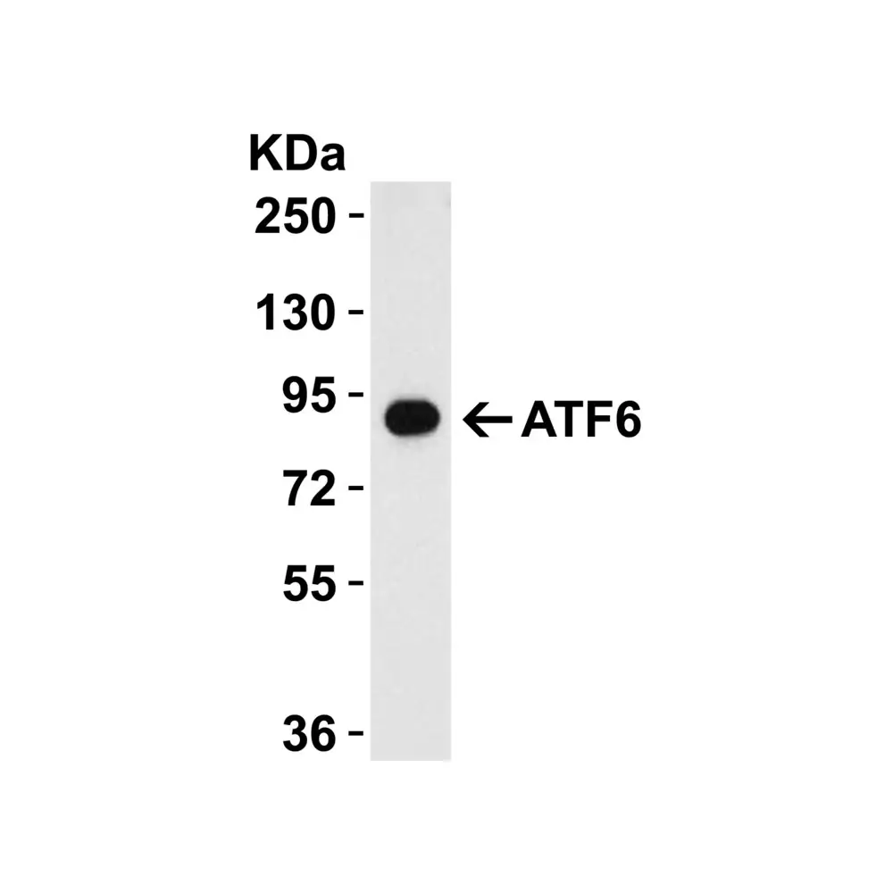 ProSci 3683_S ATF6 Antibody, ProSci, 0.02 mg/Unit Quaternary Image