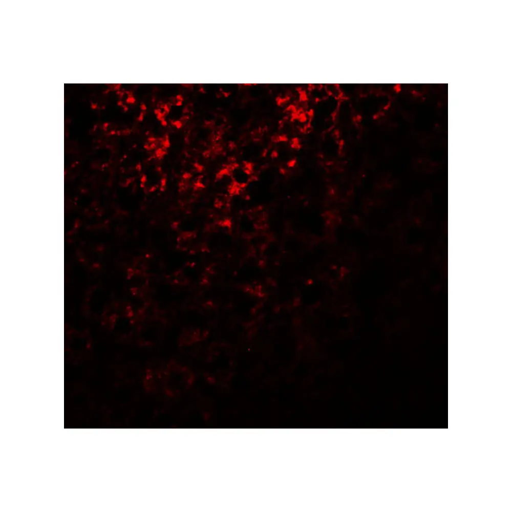 ProSci 5801_S ATG101 Antibody, ProSci, 0.02 mg/Unit Tertiary Image