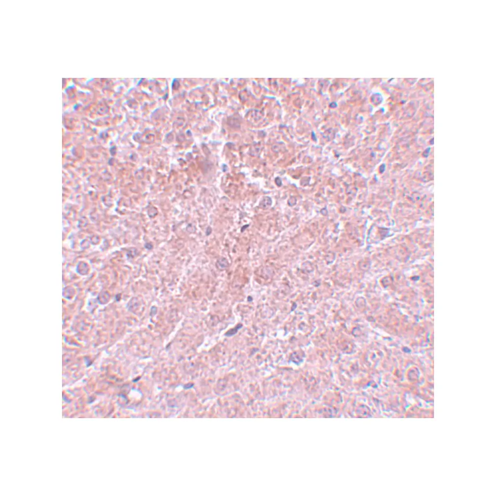 ProSci 5801_S ATG101 Antibody, ProSci, 0.02 mg/Unit Secondary Image