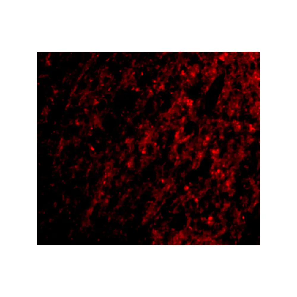 ProSci 4423_S ATG12 Antibody, ProSci, 0.02 mg/Unit Tertiary Image