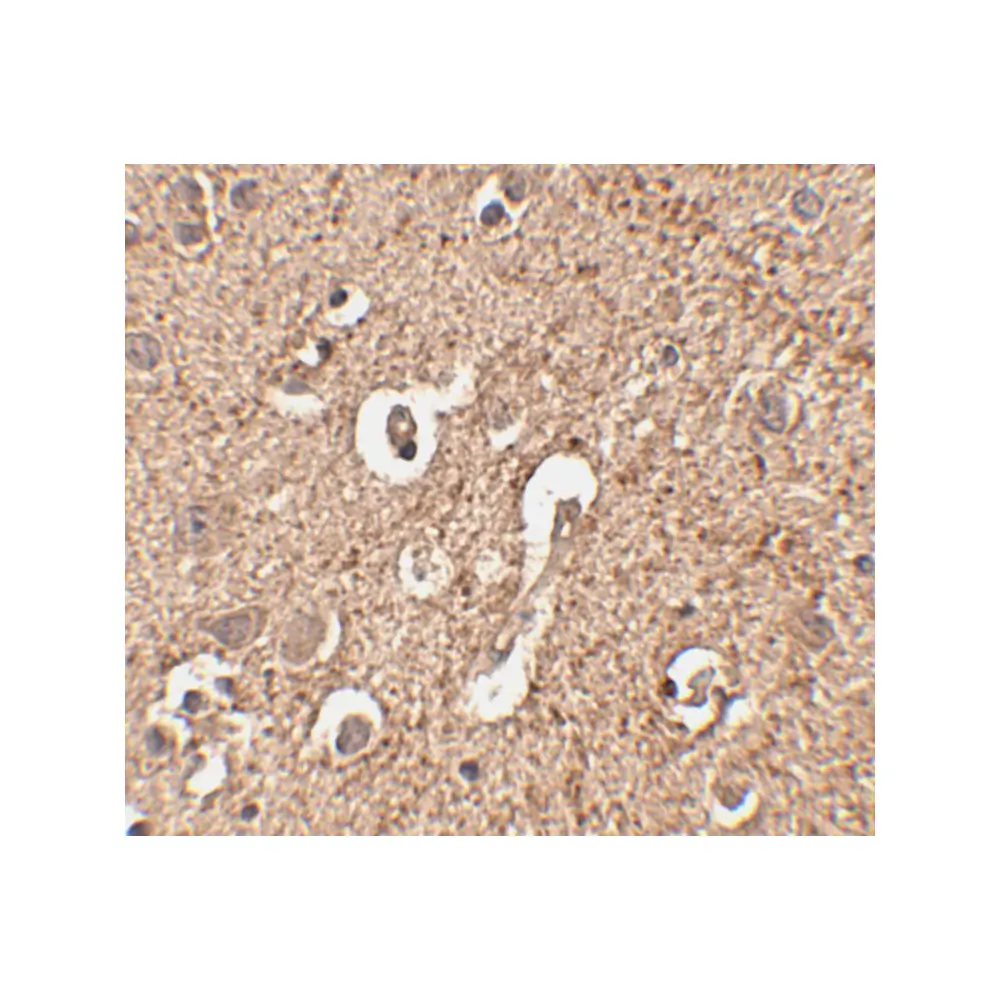 ProSci 4423_S ATG12 Antibody, ProSci, 0.02 mg/Unit Secondary Image