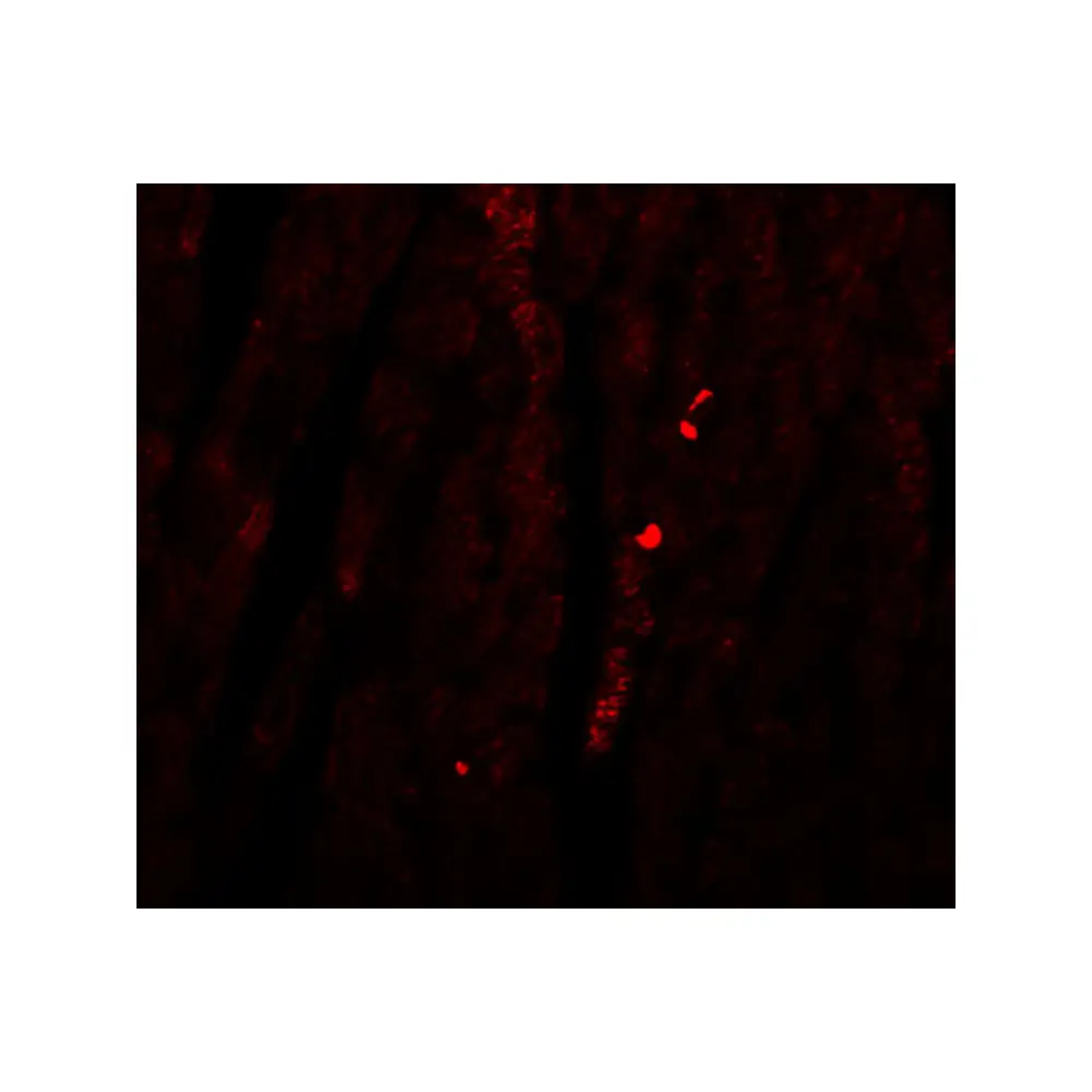 ProSci 5799 ATG13 Antibody, ProSci, 0.1 mg/Unit Tertiary Image