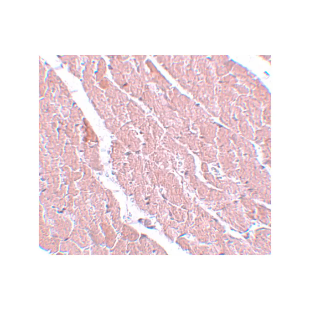 ProSci 5799 ATG13 Antibody, ProSci, 0.1 mg/Unit Secondary Image