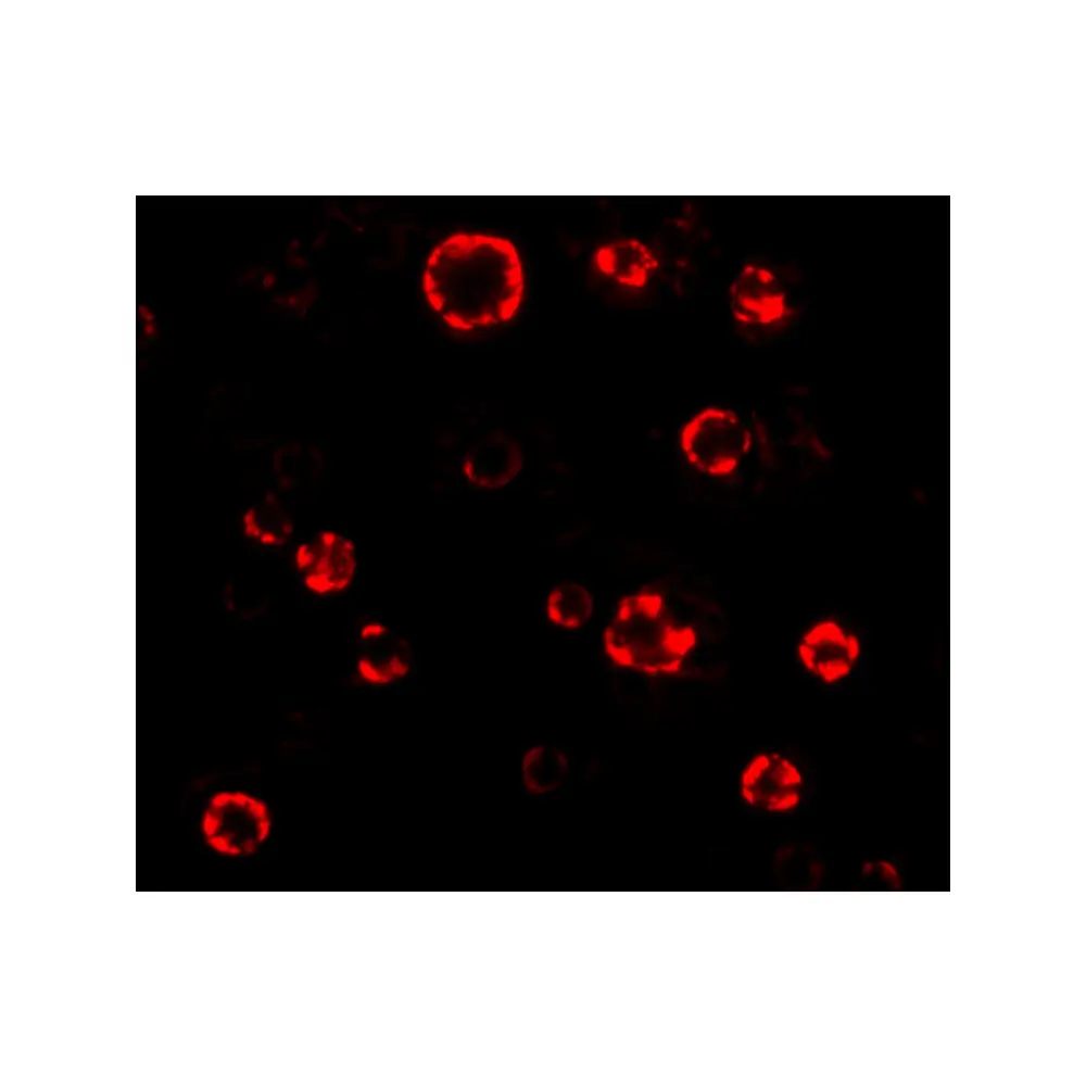 ProSci 4425_S ATG16 Antibody, ProSci, 0.02 mg/Unit Tertiary Image