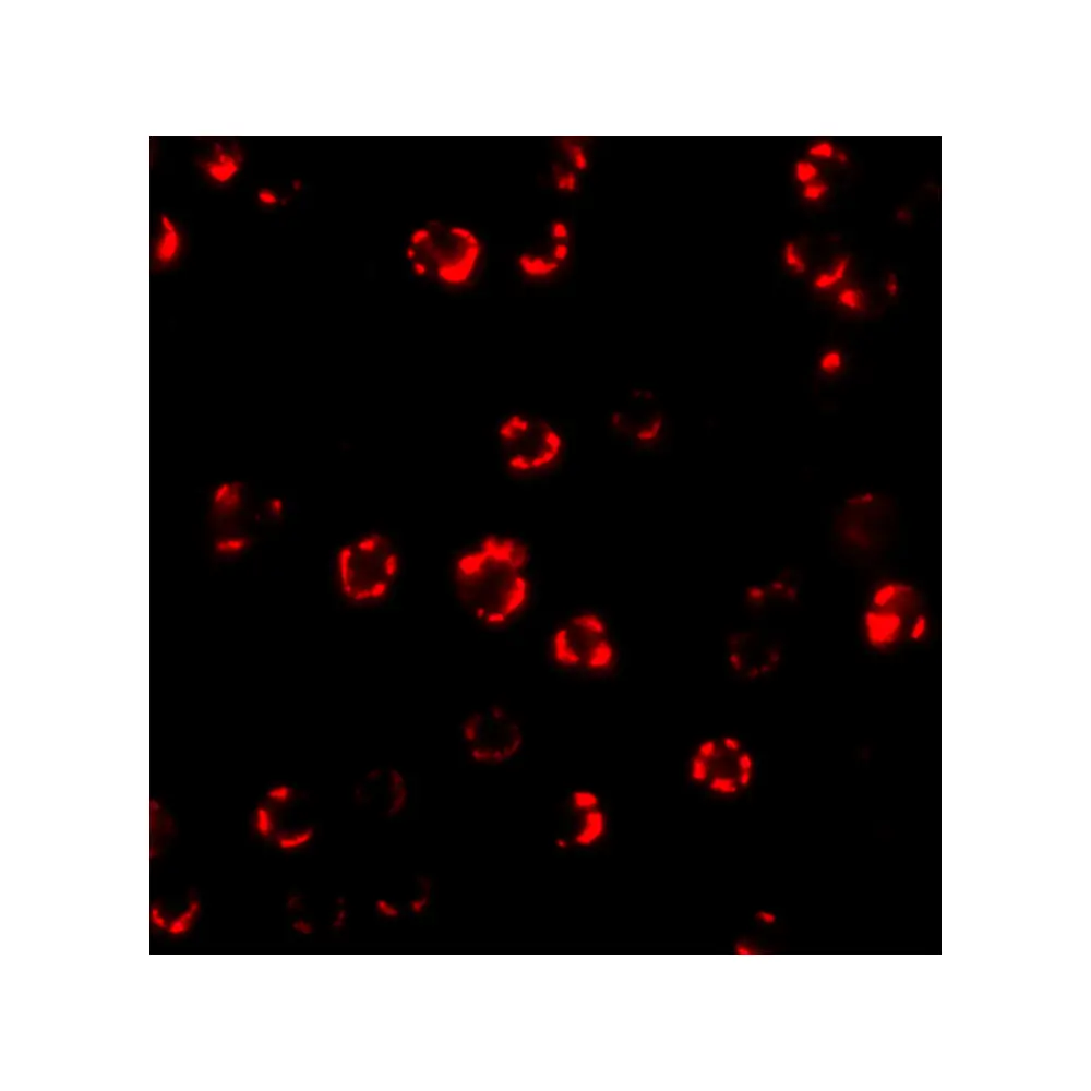 ProSci 4427 ATG16 Antibody, ProSci, 0.1 mg/Unit Tertiary Image
