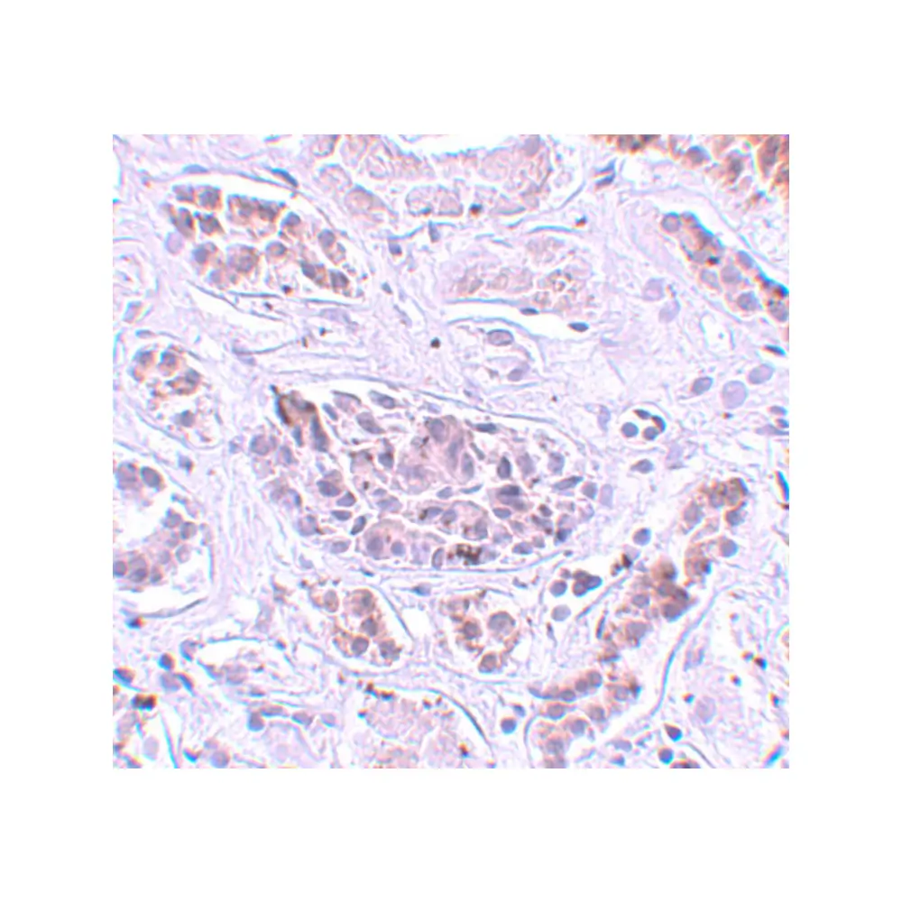 ProSci 5795 ATG3 Antibody, ProSci, 0.1 mg/Unit Secondary Image
