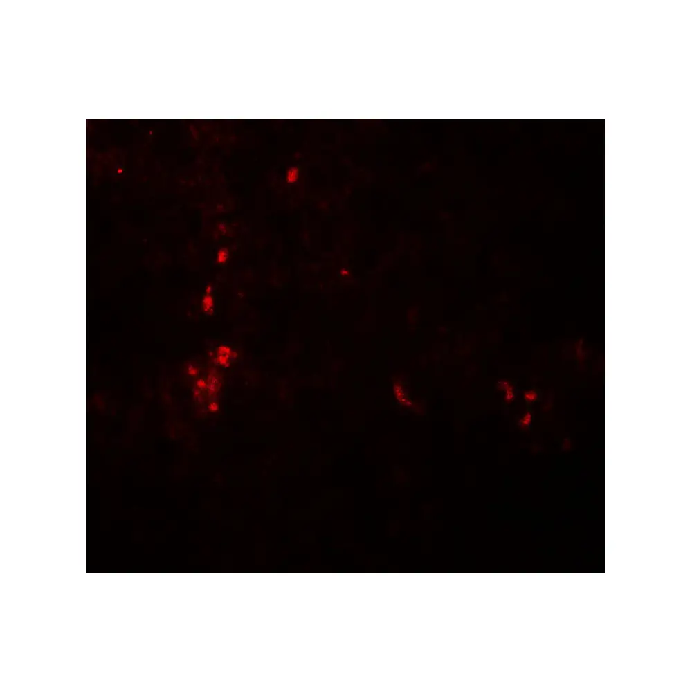 ProSci 8073_S ATG4B Antibody, ProSci, 0.02 mg/Unit Tertiary Image