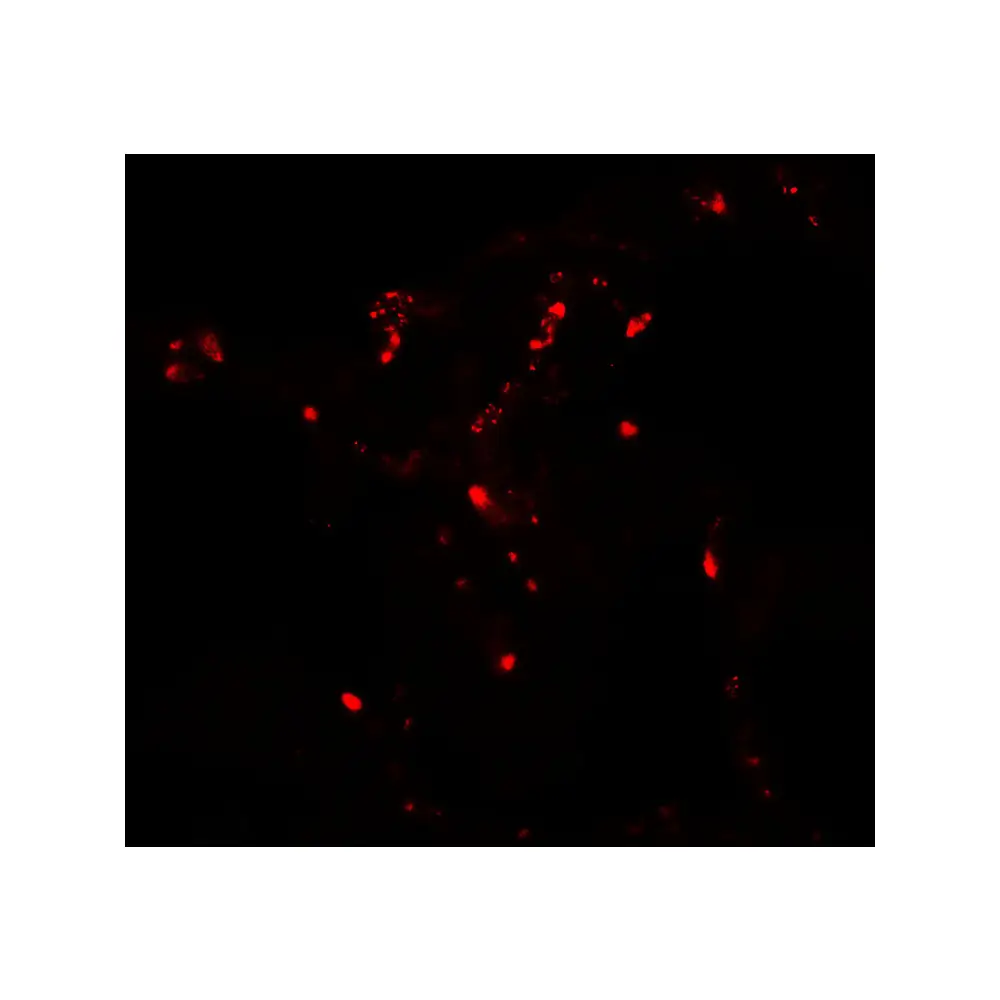 ProSci 7907 ATG4C Antibody, ProSci, 0.1 mg/Unit Tertiary Image