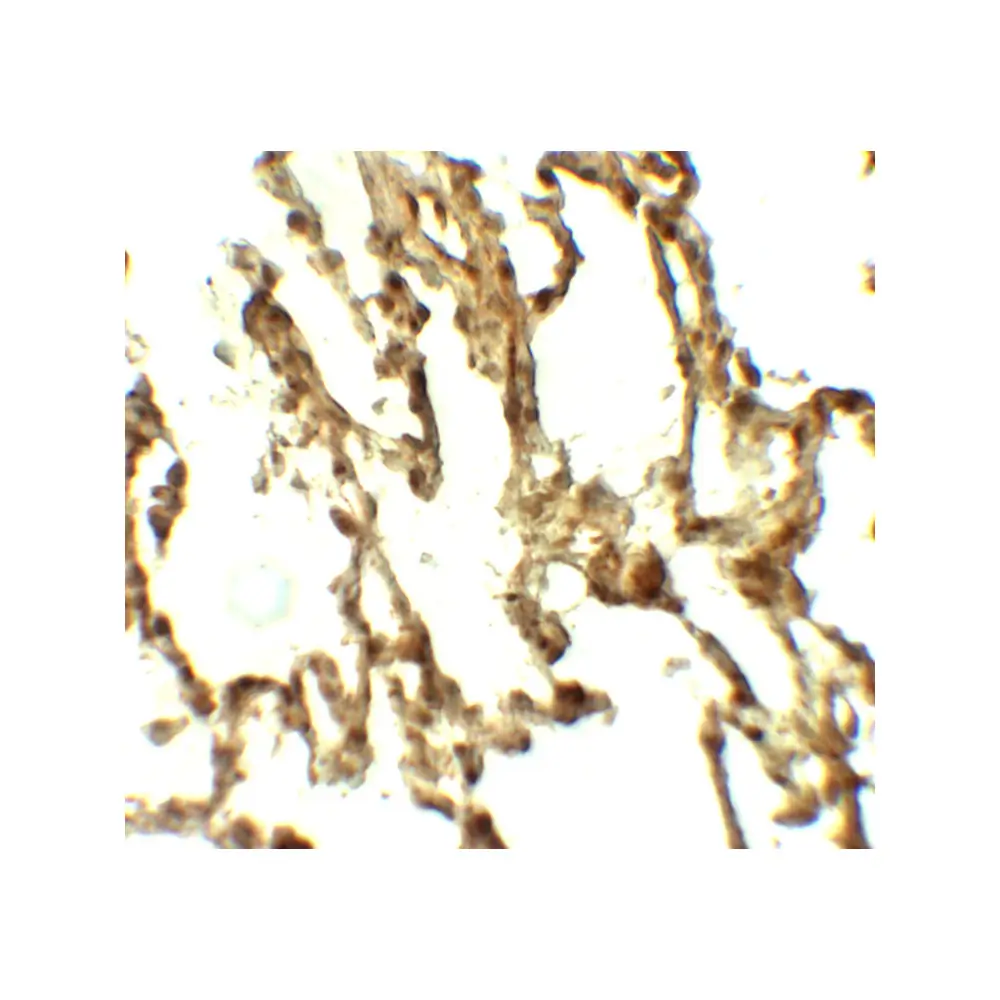 ProSci 7907 ATG4C Antibody, ProSci, 0.1 mg/Unit Secondary Image