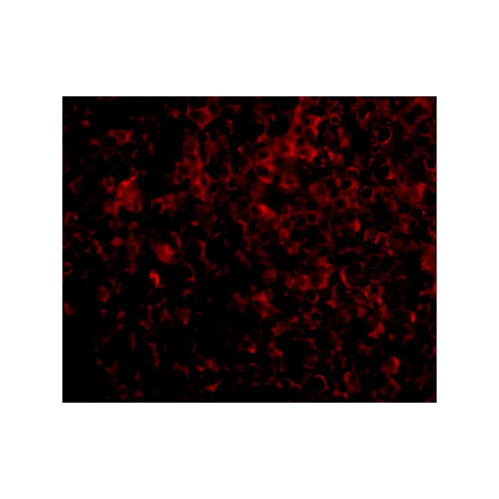 ProSci 4441_S ATG5 Antibody, ProSci, 0.02 mg/Unit Tertiary Image