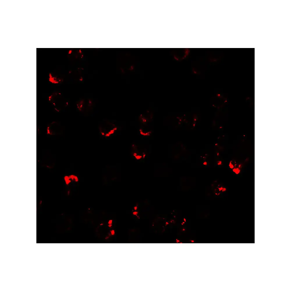 ProSci 7777_S ATMIN Antibody, ProSci, 0.02 mg/Unit Tertiary Image