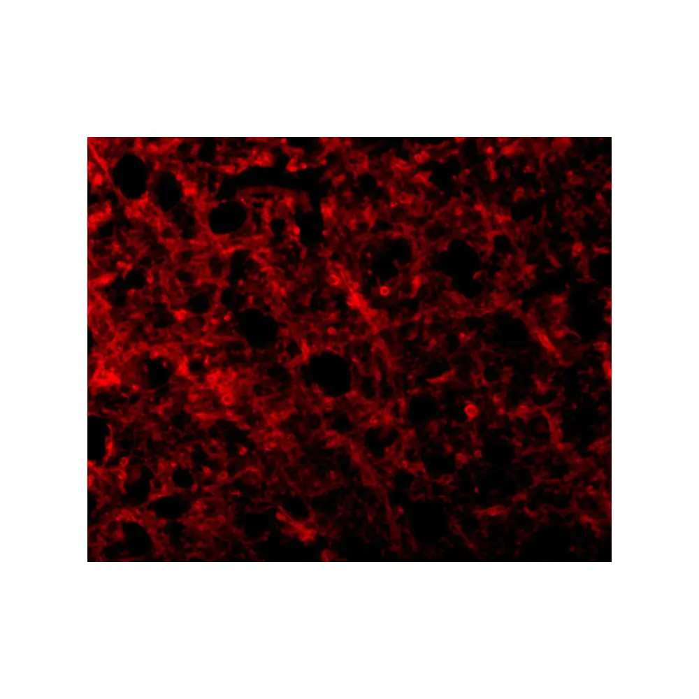 ProSci 3117 ATR Antibody, ProSci, 0.1 mg/Unit Tertiary Image