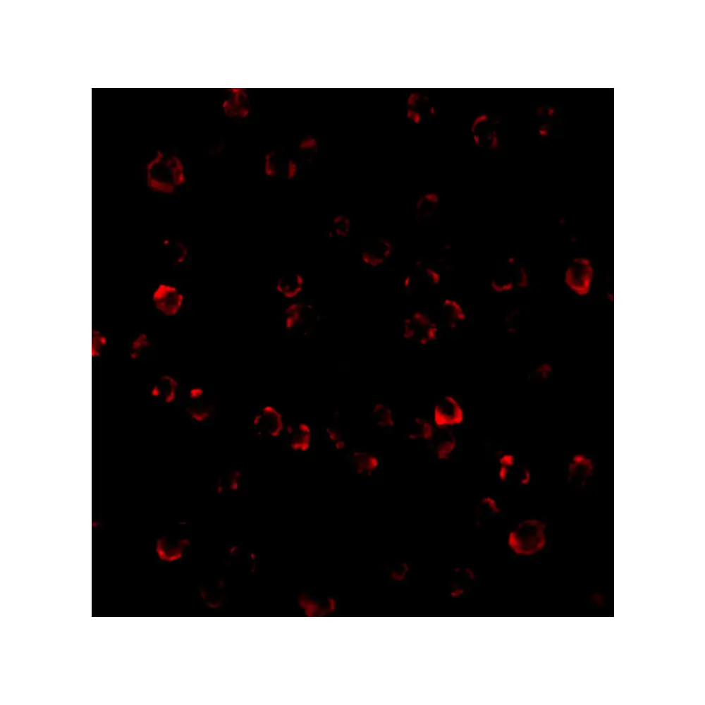 ProSci 3119 ATR Antibody, ProSci, 0.1 mg/Unit Tertiary Image