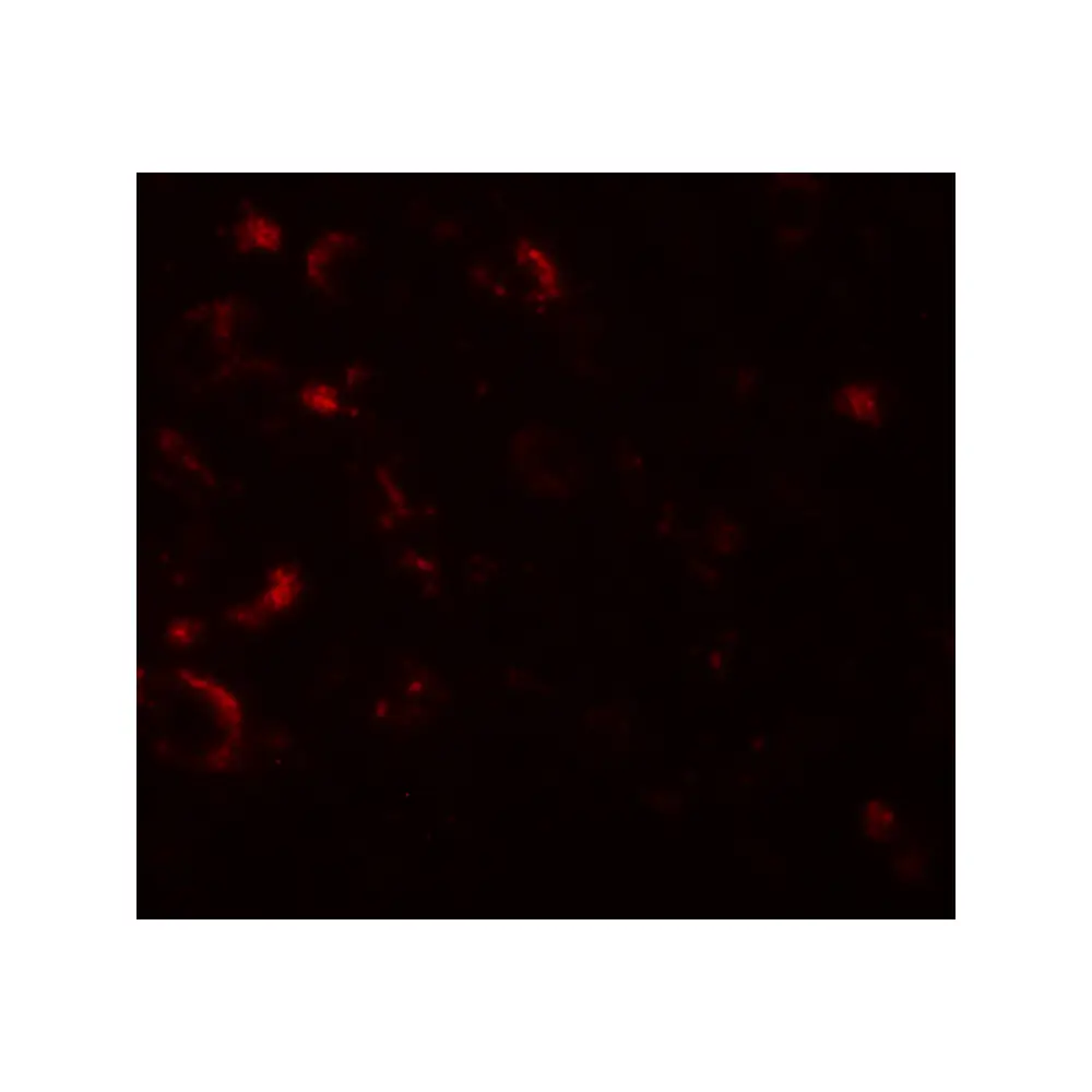 ProSci 6005 AXIN1 Antibody, ProSci, 0.1 mg/Unit Secondary Image