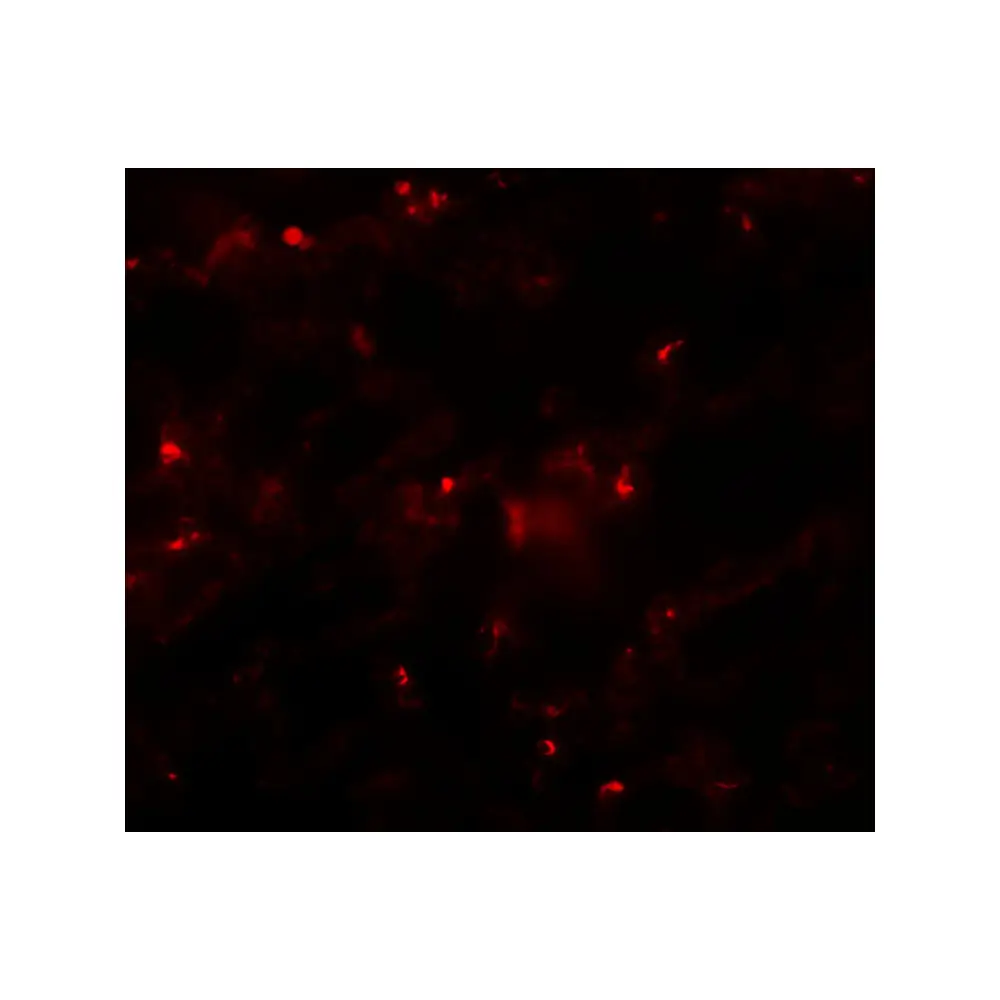ProSci 6163_S AXIN2 Antibody, ProSci, 0.02 mg/Unit Tertiary Image