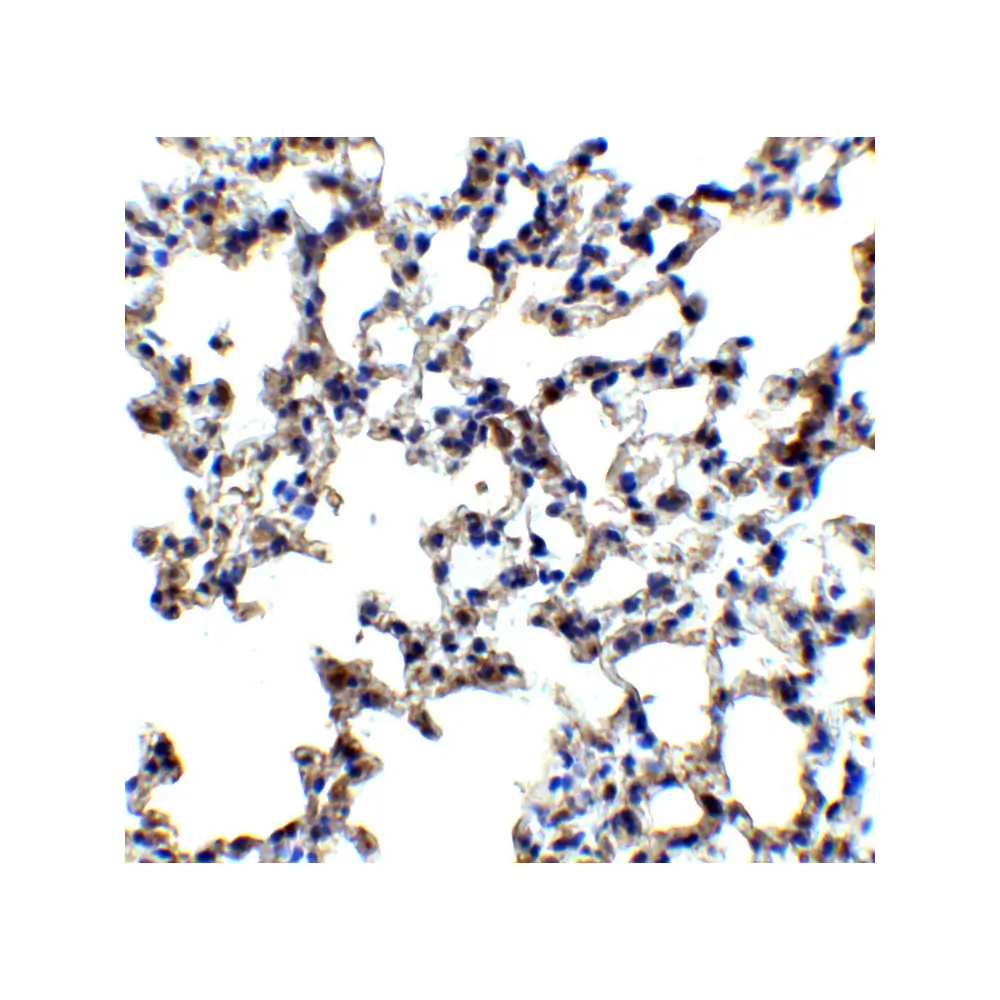 ProSci 6163_S AXIN2 Antibody, ProSci, 0.02 mg/Unit Quaternary Image