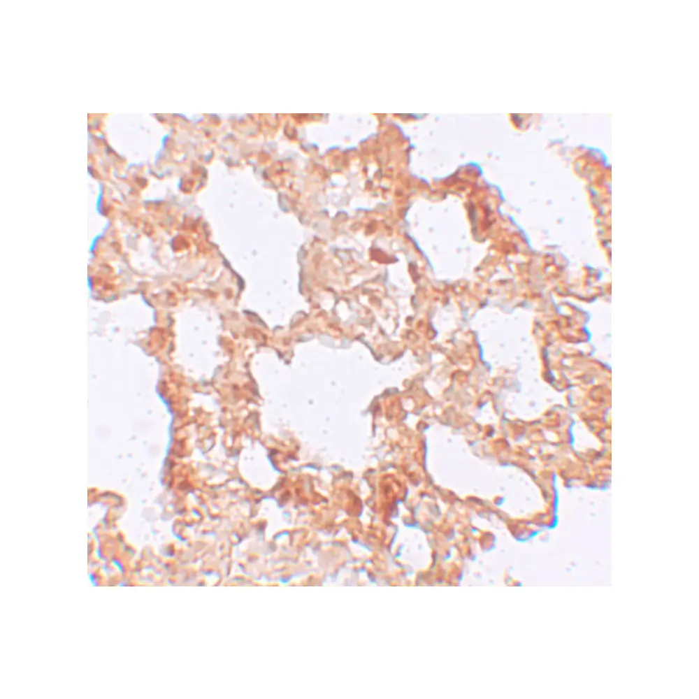 ProSci 6163 AXIN2 Antibody, ProSci, 0.1 mg/Unit Secondary Image