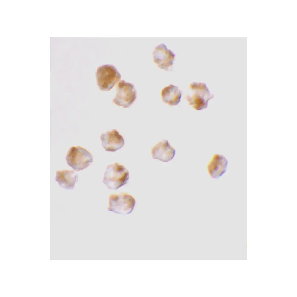 ProSci 2215 Acinus Antibody, ProSci, 0.1 mg/Unit Secondary Image