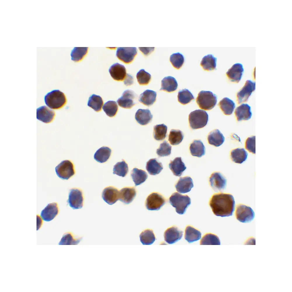 ProSci 2217_S Acinus Antibody, ProSci, 0.02 mg/Unit Secondary Image