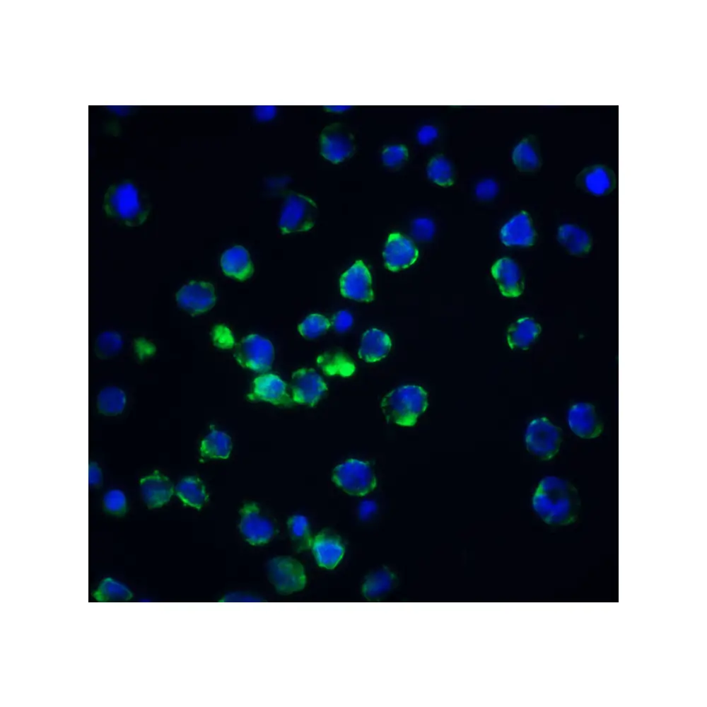 ProSci 2215 Acinus Antibody, ProSci, 0.1 mg/Unit Quaternary Image