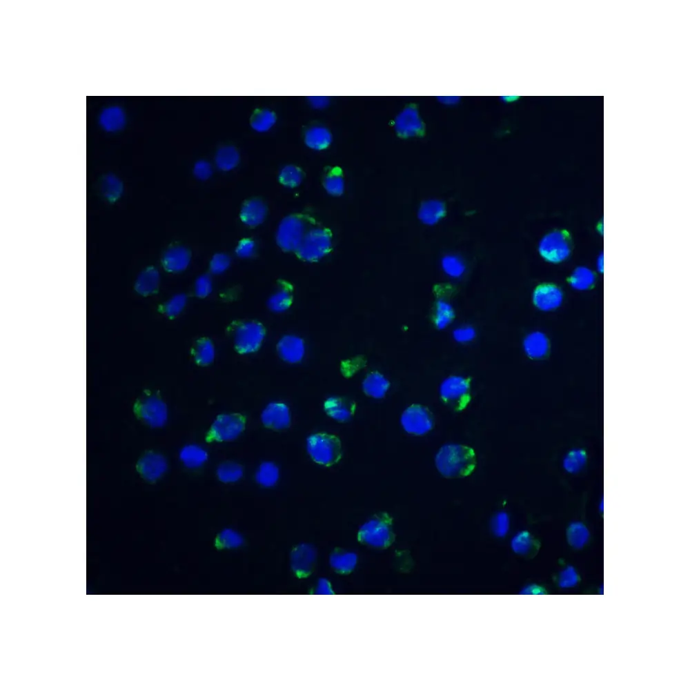 ProSci 2219 Acinus Antibody, ProSci, 0.1 mg/Unit Quaternary Image