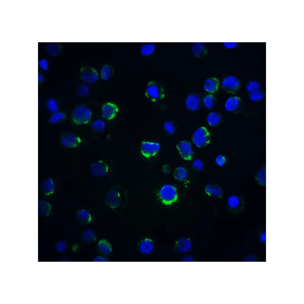 ProSci 2241_S Acinus Antibody, ProSci, 0.02 mg/Unit Secondary Image