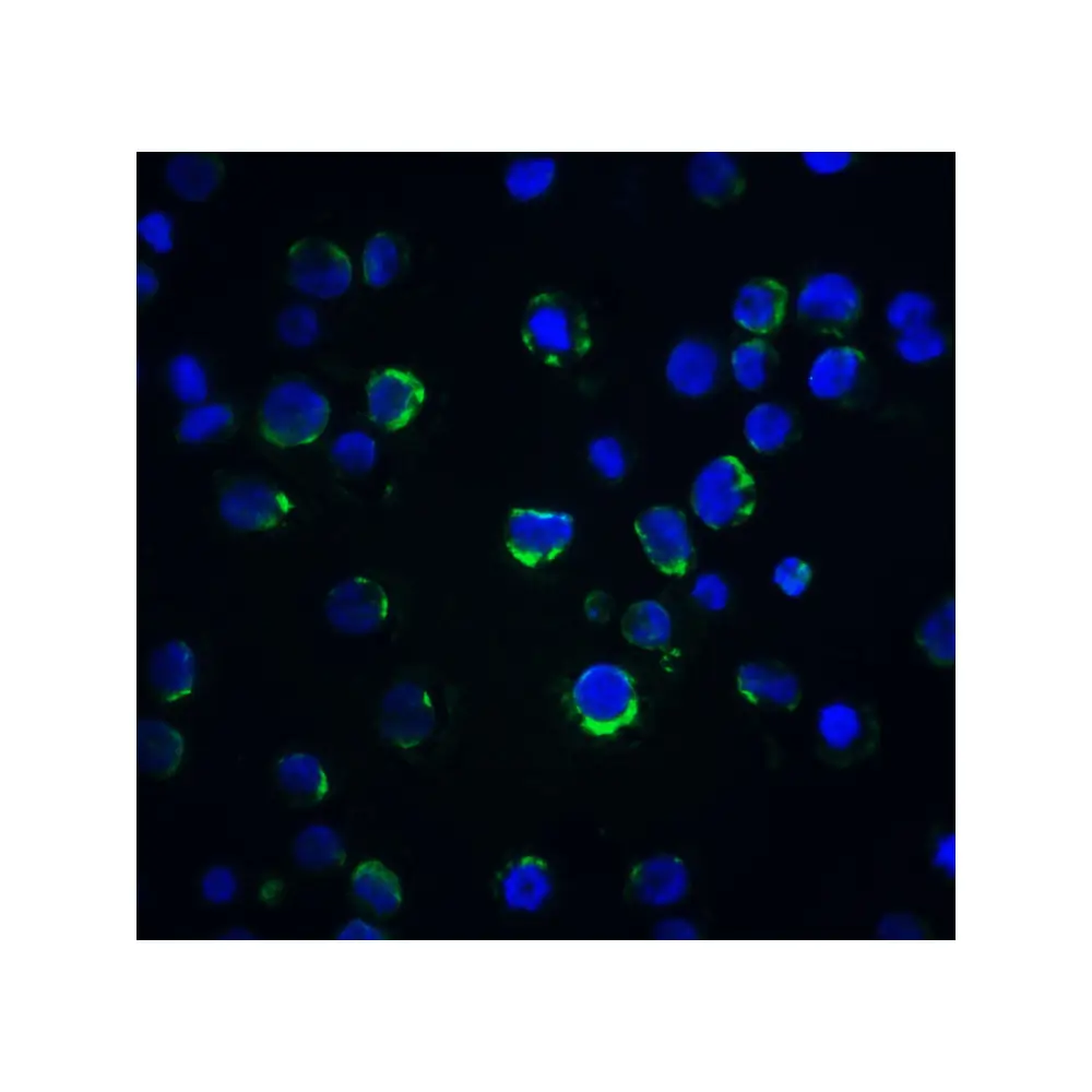 ProSci 2241 Acinus Antibody, ProSci, 0.1 mg/Unit Secondary Image