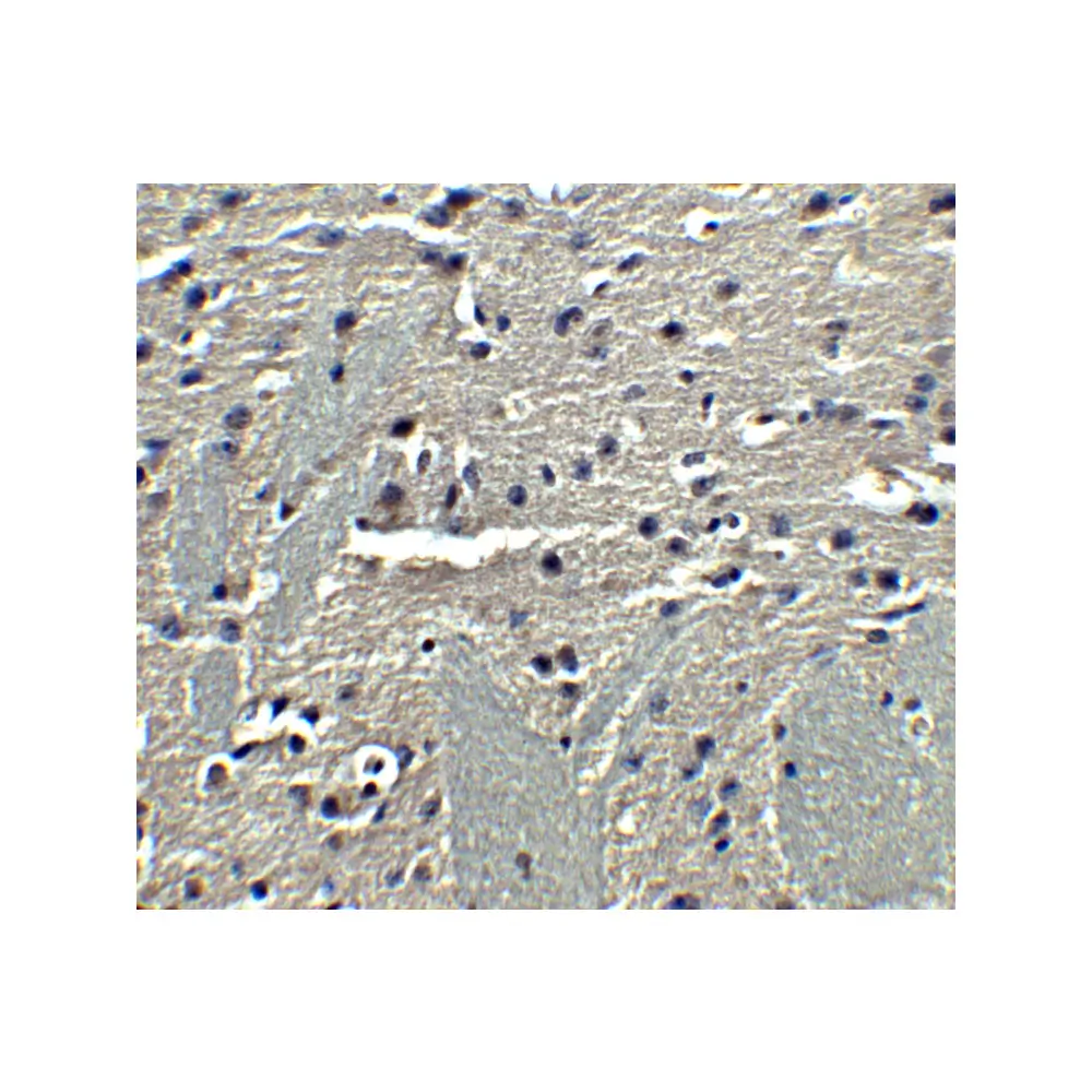 ProSci 3551 Adiponectin Antibody, ProSci, 0.1 mg/Unit Quaternary Image