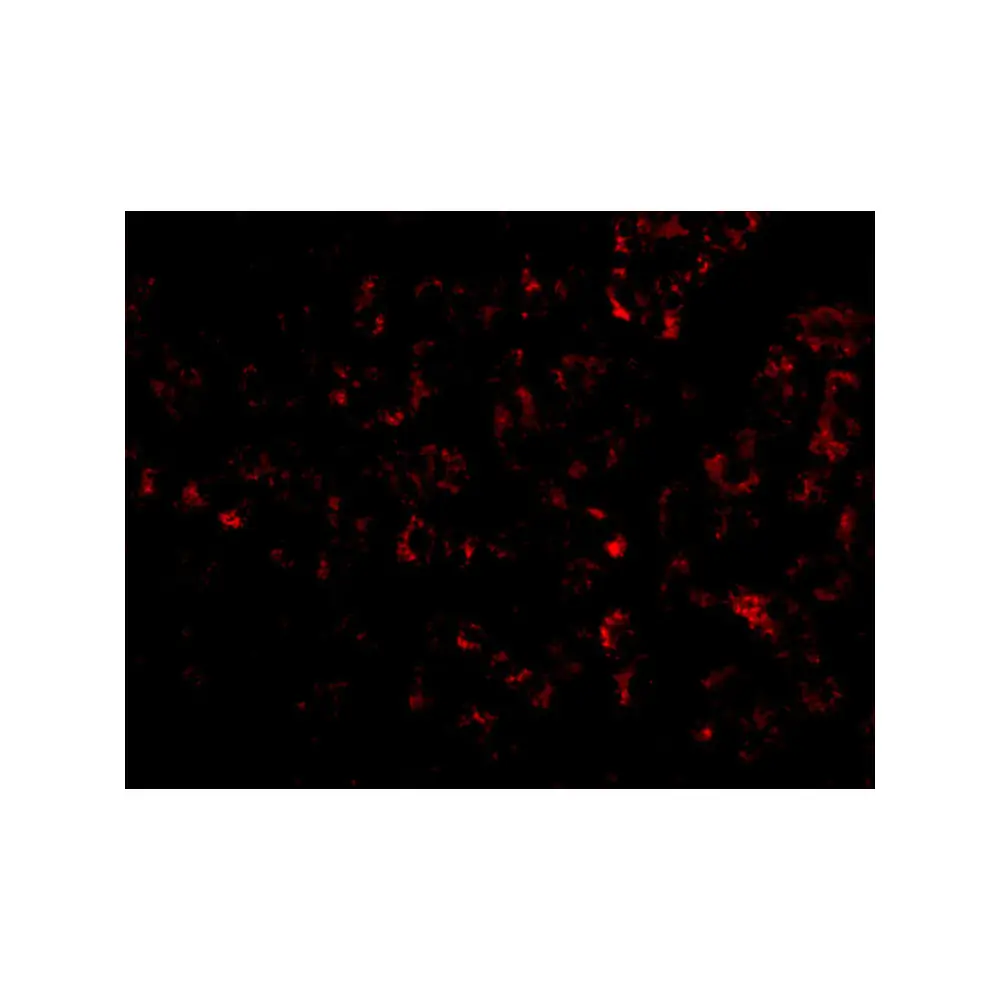 ProSci 5159_S Albumin Antibody, ProSci, 0.02 mg/Unit Senary Image