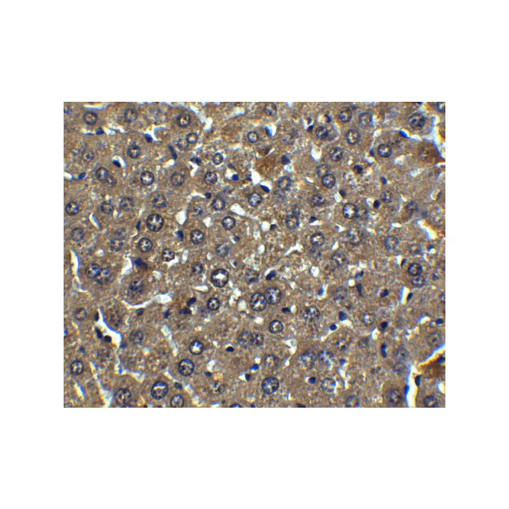ProSci 5159 Albumin Antibody, ProSci, 0.1 mg/Unit Secondary Image
