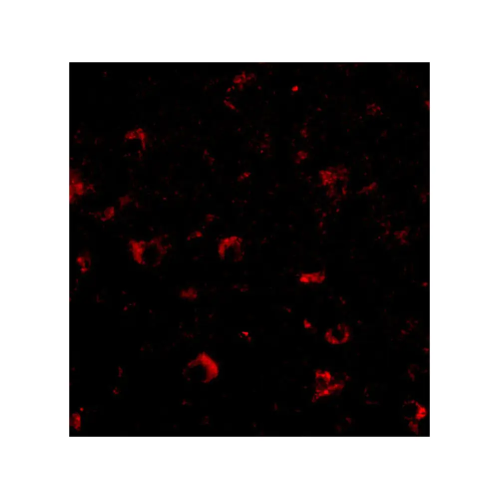 ProSci 4555_S Ambra1 Antibody, ProSci, 0.02 mg/Unit Tertiary Image