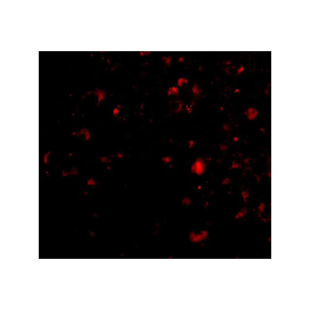 ProSci 4557 Ambra1 Antibody, ProSci, 0.1 mg/Unit Tertiary Image