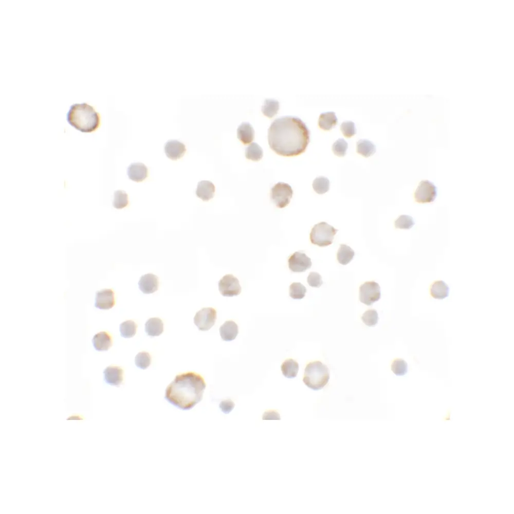 ProSci 6367 Anosmin Antibody, ProSci, 0.1 mg/Unit Secondary Image