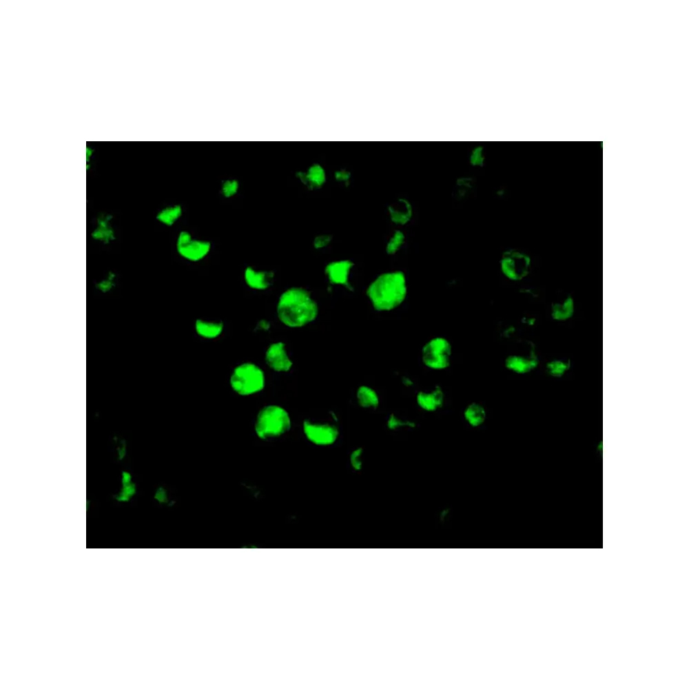 ProSci 2013 Apaf1 Antibody, ProSci, 0.1 mg/Unit Tertiary Image