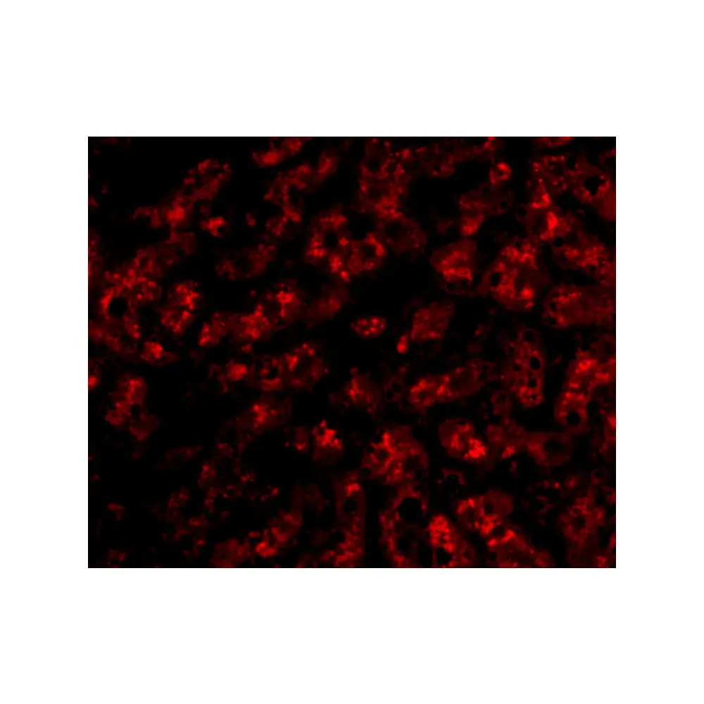 ProSci 5097 ApoA1 Antibody, ProSci, 0.1 mg/Unit Secondary Image
