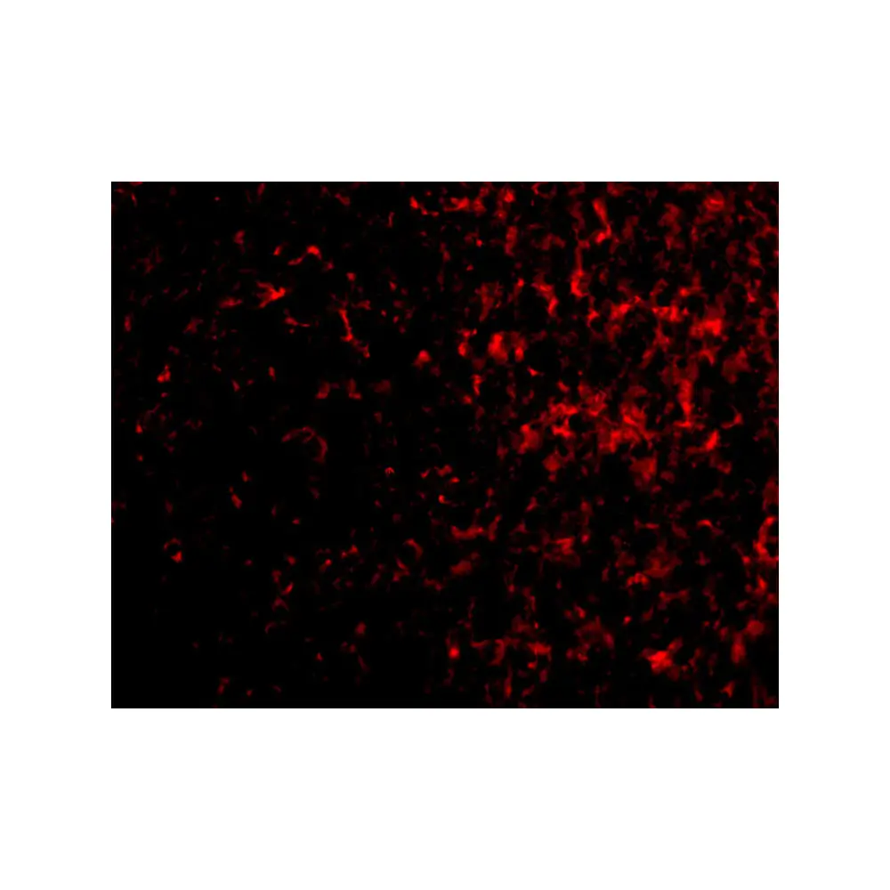 ProSci 2413_S Aven Antibody, ProSci, 0.02 mg/Unit Tertiary Image