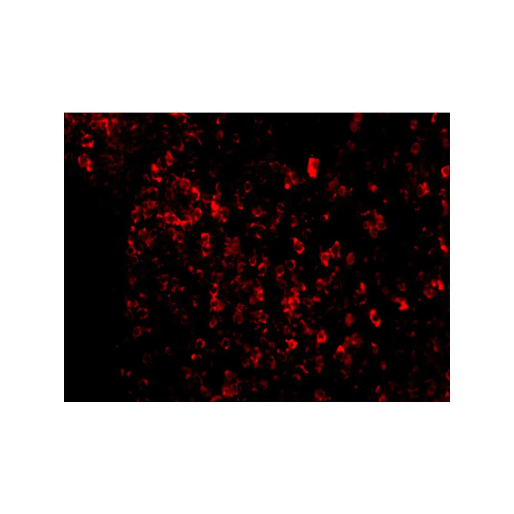 ProSci 2417_S Aven Antibody, ProSci, 0.02 mg/Unit Tertiary Image