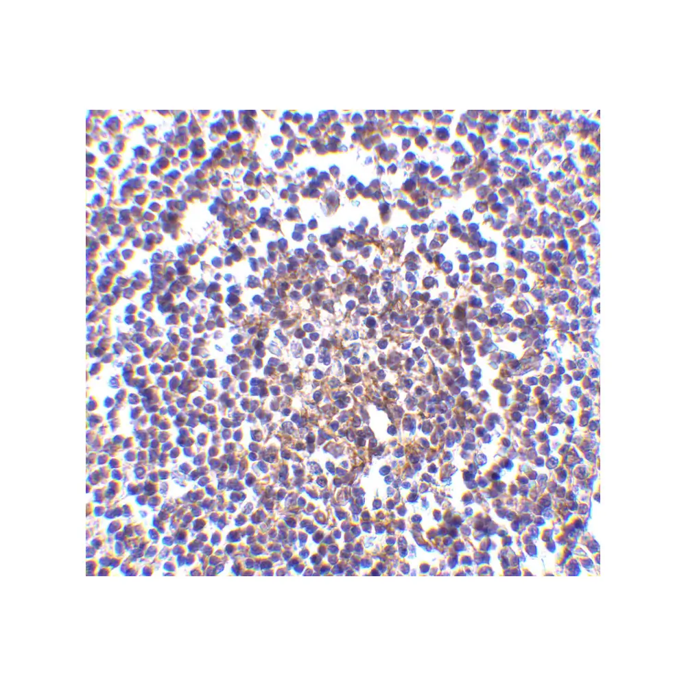 ProSci 2413_S Aven Antibody, ProSci, 0.02 mg/Unit Secondary Image