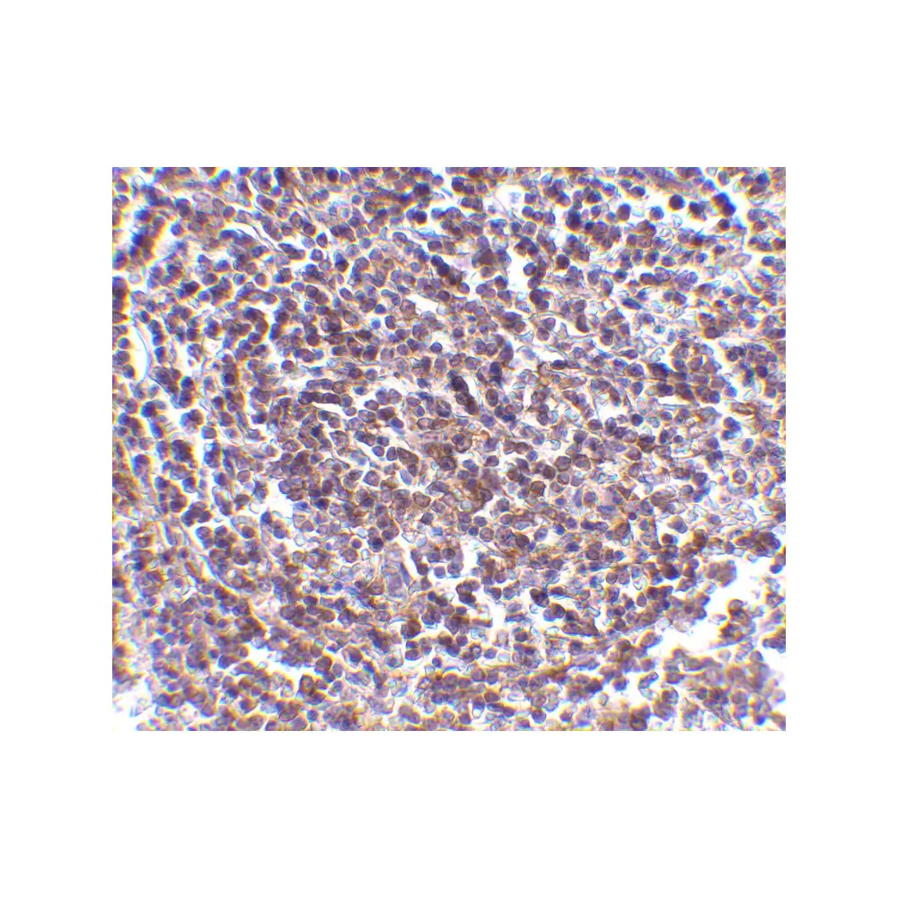 ProSci 2417 Aven Antibody, ProSci, 0.1 mg/Unit Secondary Image