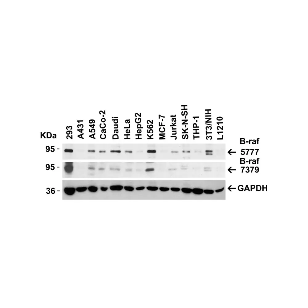 ProSci 7379 B-raf Antibody, ProSci, 0.1 mg/Unit Secondary Image