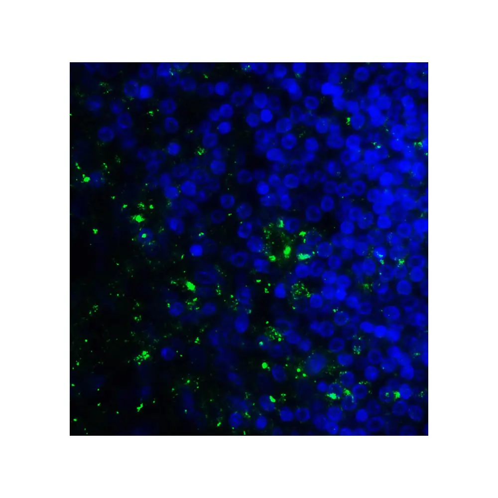 ProSci RF16095 B7H3 Antibody [10G6], ProSci, 0.1 mg/Unit Tertiary Image